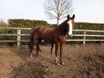 Paarden, Hengst, Met stamboom, 0 tot 2 jaar
