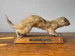 Taxidermie opgezette Hermelijn vintage geprepareerde, Verzamelen, Ophalen of Verzenden, Gebruikt, Wild dier, Opgezet dier