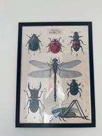 Poster van insecten met lijst, Met lijst, Ophalen of Verzenden, A1 t/m A3, Dier of Natuur