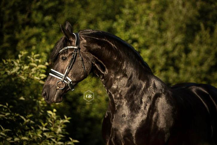 Friese Model Sport (Fok)Merrie, Dieren en Toebehoren, Paarden, Merrie, ZZ, 160 tot 165 cm, 11 jaar of ouder, Recreatiepaard