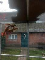 hudson eekhoorns, September, Geslacht onbekend, Overige typen