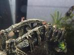 Red rilli garnalen mix, Kreeft, Krab of Garnaal
