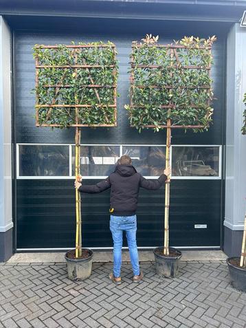 Leibomen Photinia Red Robin glansmispel lei wintergroen