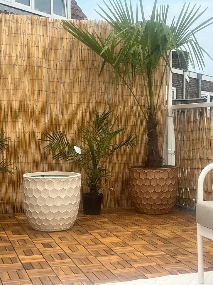 Buitenpot (d45 x h43) (licht beige), Tuin en Terras, Planten | Bomen, Overige soorten, Volle zon, Bloeit niet, Ophalen of Verzenden