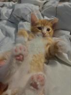 Lieve speelse kitten zoekt een warm thuis, Dieren en Toebehoren, Kater, Ontwormd, 0 tot 2 jaar