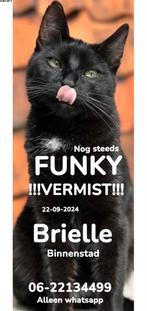 FUNKY VERMIST BRIELLE, Dieren en Toebehoren, Vermiste en Gevonden Dieren