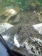 2 cichliden, Dieren en Toebehoren, Vis