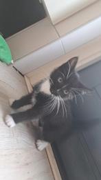Kittens per direct mogen ze verhuizen, Dieren en Toebehoren