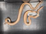 Rosy boa's nakweek 2024, Slang