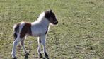 Minipaardje NMPRS / AMHA hengst van maart 2025, Dieren en Toebehoren, Pony's, Hengst, Recreatiepony, 0 tot 2 jaar