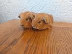 2 cavia's broer en zus, Dieren en Toebehoren, Knaagdieren, Cavia, Meerdere dieren, Tam, Oktober