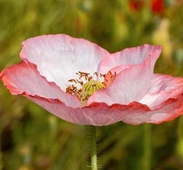 Zaden Papaver Rhoeas Shirley mix  beschikbaar voor biedingen