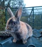 Prachtig lief dwergkonijn ventje japanner 12 weekjes jong!, Mannelijk, Dwerg, 0 tot 2 jaar