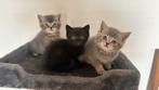 Britse korthaar kitten poesje zwart, Kater, Gechipt, 0 tot 2 jaar