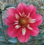 Dahlia knollen ~ Halskraag soorten, Ophalen of Verzenden, Najaar, Volle zon, Knol