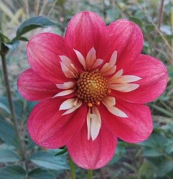 Dahlia knollen ~ Halskraag soorten beschikbaar voor biedingen