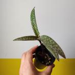 Ledebouria socialis P7 € 2, Bloeiende kamerplant, Ophalen, Overige soorten, Minder dan 100 cm