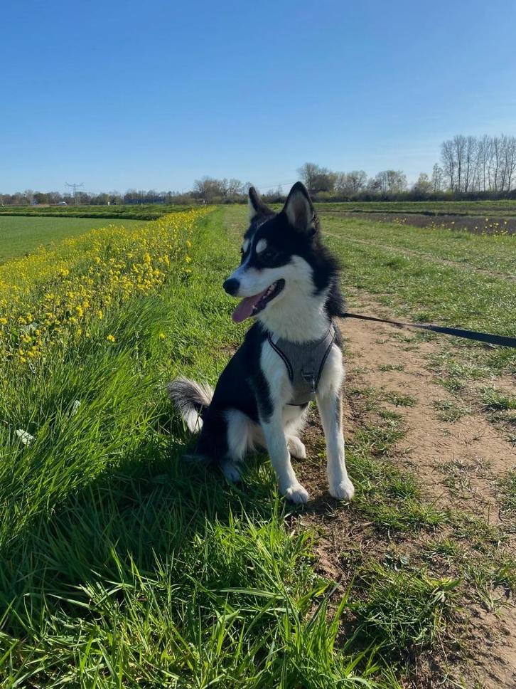 Pomsky reu, 1 jaar, Dieren en Toebehoren, Honden | Poolhonden, Keeshonden en Oertypen, Reu, Overige rassen, Particulier, Eén hond