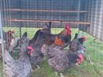 Te koop mooie blue de landes groot  1 haan, Dieren en Toebehoren, Pluimvee, Meerdere dieren, Kip