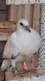Reisewieners, Dieren en Toebehoren, Meerdere dieren, Overige soorten