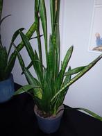 Sanseveria gratis, Ophalen of Verzenden, Halfschaduw, Minder dan 100 cm
