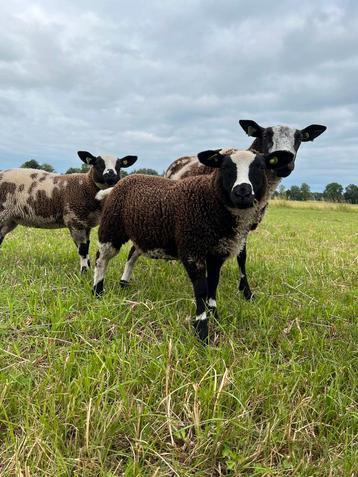 Twee ooilammeren beschikbaar voor biedingen
