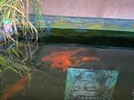 Koi carpers teab, Dieren en Toebehoren, Vissen | Vijvervissen, Karper of Koi