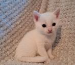 Prachtig, doof wit kitten, Dieren en Toebehoren, Katten en Kittens | Overige Katten, Kater, Kortharig, 0 tot 2 jaar