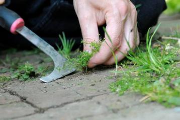 Hulp bij Onkruid Verwijderen  beschikbaar voor biedingen