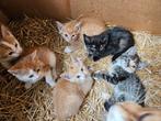 Boerderijkittens te koop, Dieren en Toebehoren, Katten en Kittens | Overige Katten, Meerdere dieren, Kortharig, 0 tot 2 jaar