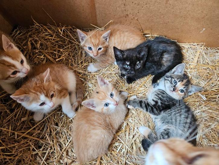 Boerderijkittens te koop, Dieren en Toebehoren, Katten en Kittens | Overige Katten, Kortharig, Meerdere dieren, 0 tot 2 jaar