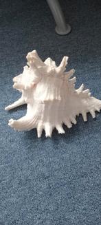 grote zeeschelp echt, Verzamelen, Mineralen en Fossielen, Ophalen of Verzenden, Mineraal