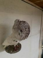 Gaditano duivin, Dieren en Toebehoren, Vogels | Duiven, Vrouwelijk, Kropper