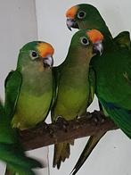 Te Koop, Dieren en Toebehoren, Mannelijk, Parkiet, Geringd