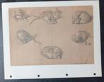 Thomas Gainsborough 6 katten offset prent 1965, Verzenden, 1960 tot 1980, Zo goed als nieuw