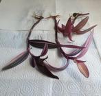 Stekken Tradescantia pallida, Ophalen, Overige soorten, Minder dan 100 cm