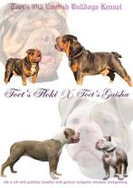Old English Bulldog Pups, Dieren en Toebehoren, CDV (hondenziekte), 8 tot 15 weken, Bulldog, Meerdere