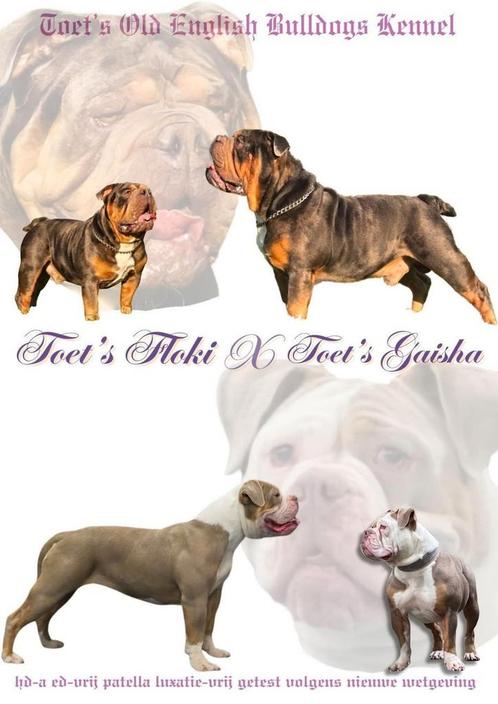 Old English Bulldog Pups, Dieren en Toebehoren, Honden | Bulldogs, Pinschers en Molossers, Meerdere dieren, Bulldog, Fokker | Hobbymatig