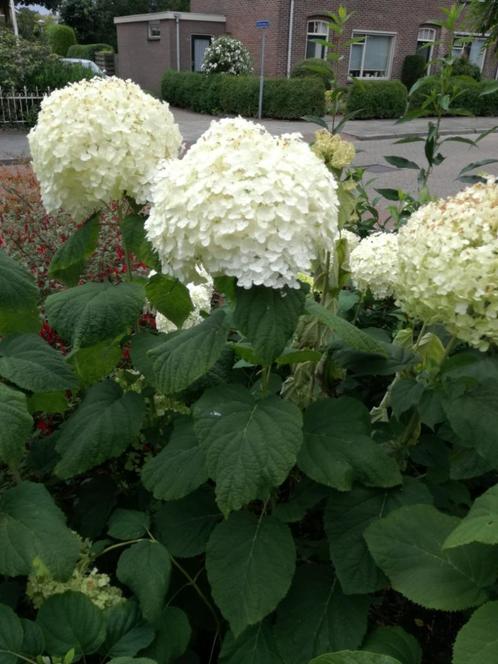 Hortensia's stekken(4x Annabelle), Tuin en Terras, Planten | Tuinplanten, Vaste plant, Overige soorten, Zomer, Ophalen