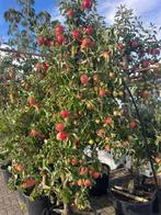 Oude karakteristieke Appelbomen, Elstar en Breaburn, Tuin en Terras, Ophalen, Lente, Volle zon, Appelboom