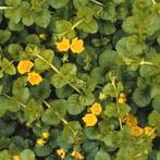 Penningkruid 2,00 per bos of plant, Ophalen of Verzenden