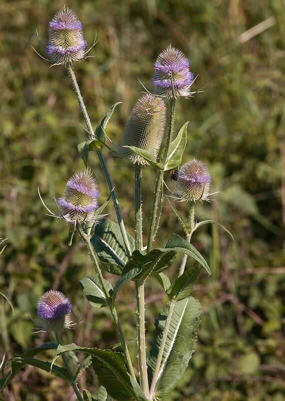 Kaardenbol Plantjes - Dipsacus fullonum, Tuin en Terras, Planten | Tuinplanten, Tweejarig, Overige soorten, Volle zon, Zomer, Ophalen