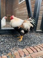 Kippen wyandotte kriel zalm haan en witte hennen, Dieren en Toebehoren, Pluimvee, Meerdere dieren, Kip