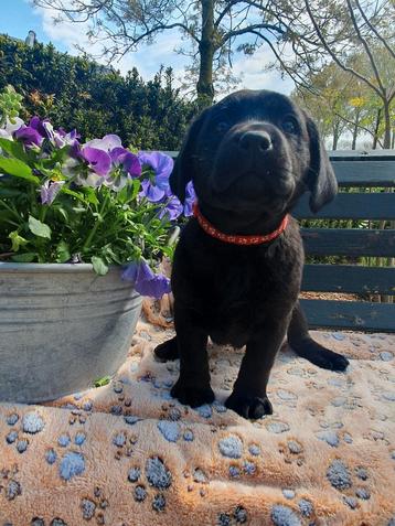 Nog 1 super lief zwart Labrador teefje beschikbaar voor biedingen