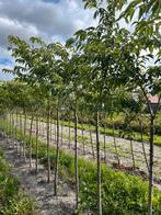 Prunus Subh. ‘Autumnalis’, Ophalen, Lente, Volle zon, Overige soorten