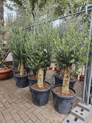 Olijfbomen korte dikke: €149,- Gratis bezorgd om Hilversum beschikbaar voor biedingen