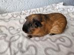 Fok koppel california cavia te koop, Dieren en Toebehoren, Cavia, Januari, Meerdere dieren, Tam