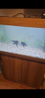 Aquarium met bijbehorend meubel