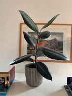 Ficus Elastica, Ophalen of Verzenden, Ficus, Halfschaduw, Minder dan 100 cm