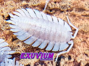 Porcellio spatulatus White isopods / pissebedden beschikbaar voor biedingen